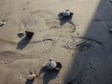 am Kuta-Beach, junge Schildkrten freilasse