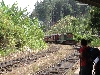 Der Zug nach Nuwara Elia